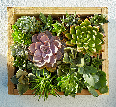 jardines-verticales-4_opt jardin vertical casero