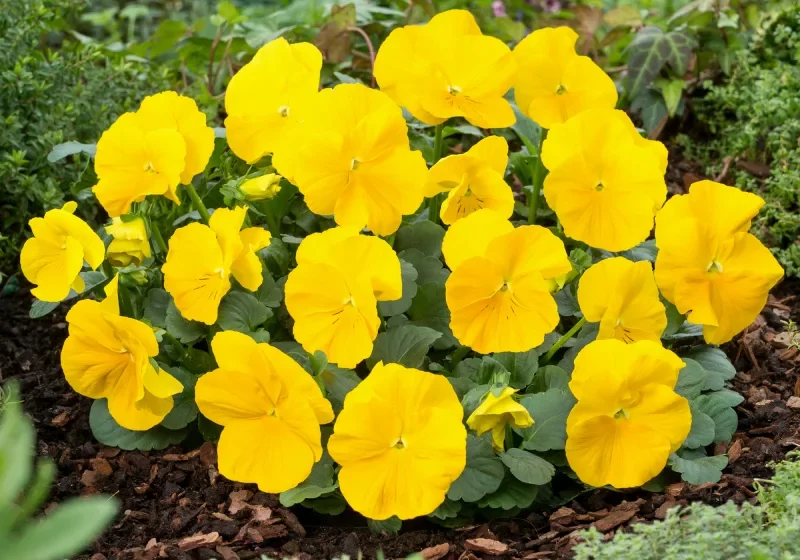 cuidar-plantas cuidar plantas