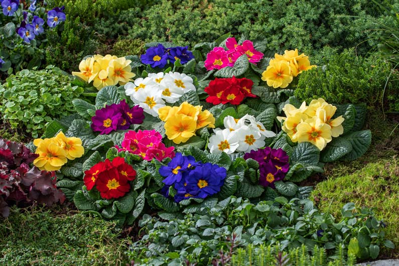 cuántas veces se debe regar las plantas en verano