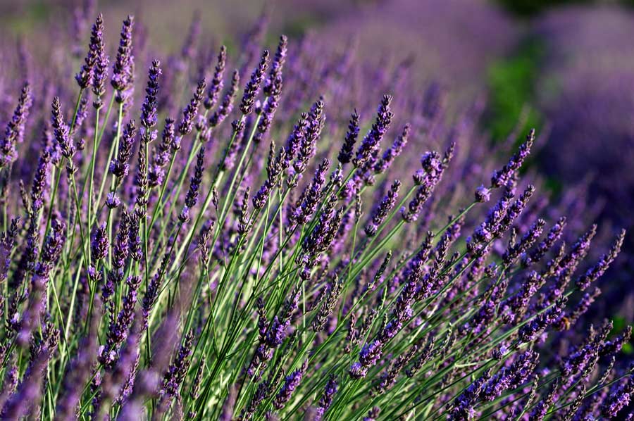 lavanda lavanda