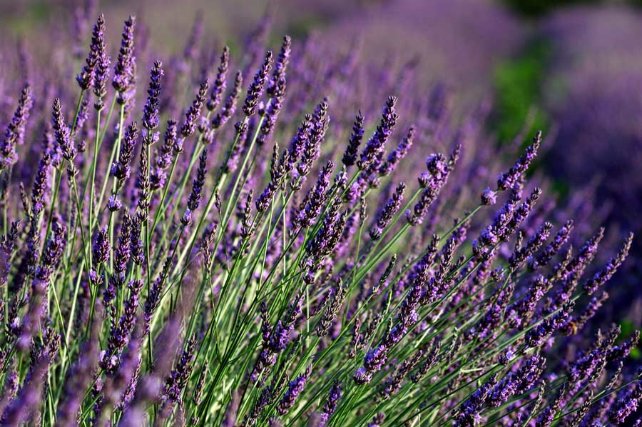 lavanda