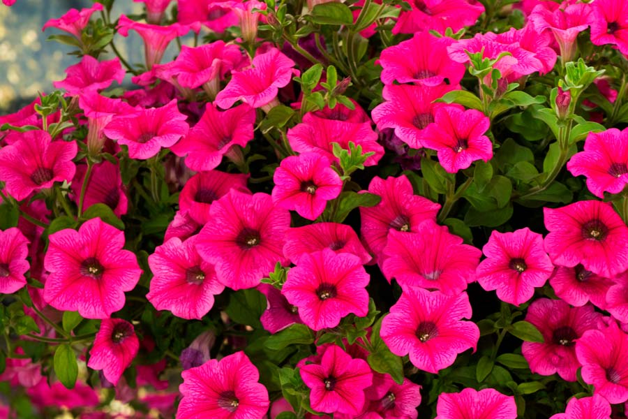 petunia petunia