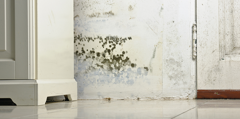 como-quitar-moho-pared cómo quitar humedades y moho de una pared