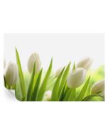Papel pintado para paredes tulipanes blancos 70x104 tulup
