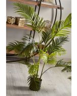 Planta kentia 140 cms. 140 cms