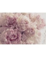 Papel pintado pared flores rosa 400x280 fotomurales dormitorio tnt