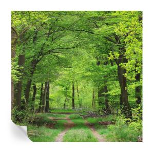 Murales autoadhesivos sendero forestal 250x250 tulup