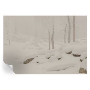 Papel pintado autoadhesivo bosque nevado 208x146 tulup