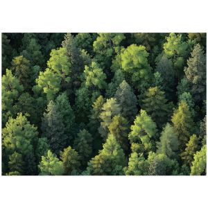 Papel pintado naturaleza bosque 350x250 fotomurales dormitorio tnt