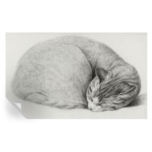 Murales autoadhesivos gato acurrucado 416x254 tulup