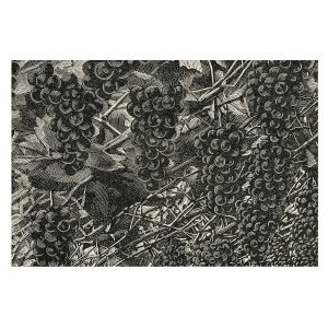 Papel pintado tnt 312x219 estampado de uva tulup