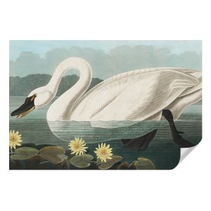 Murales autoadhesivos cisnes y nenúfares 104x152 tulup
