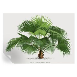Murales autoadhesivos palmera exótica 208x146 tulup