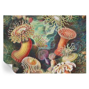 Murales autoadhesivos anémonas elegantes 208x146 tulup