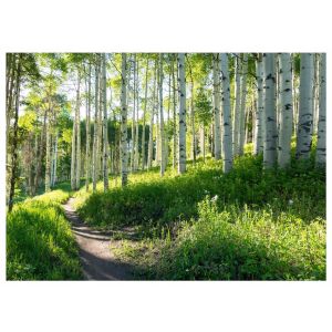 Papel pintado bosque naturaleza 400x280 fotomurales dormitorio tnt