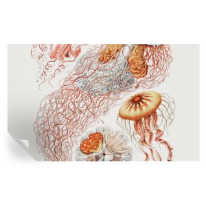 Murales autoadhesivos medusas elegantes 416x254 tulup