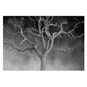 Papel pintado tejido no tejido 250x250 árbol brumoso tulup