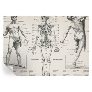 Murales autoadhesivos anatomía clásica 208x146 tulup