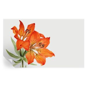 Papel pintado autoadhesivo lirio naranja 416x254 tulup