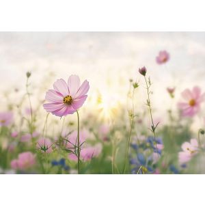 Papel pintado pared flores campo 350x250 fotomurales dormitorio tnt