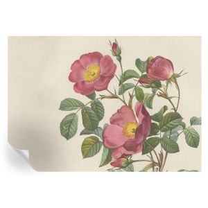 Papel pintado para paredes motivo de rosa 208x146 tulup