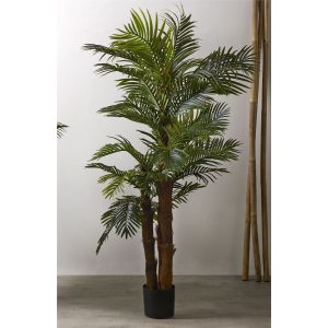 Planta kentia 200 cms. 200 cms