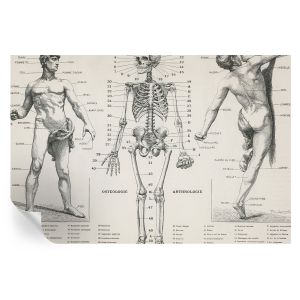 Murales autoadhesivos anatomía clásica 104x152 tulup