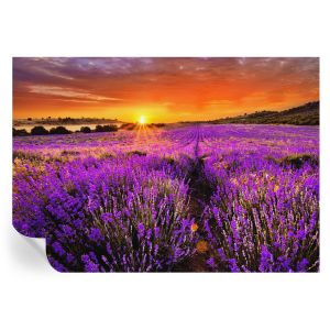Murales autoadhesivos atardecer lavanda 208x146 tulup