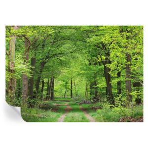 Murales autoadhesivos sendero forestal 208x146 tulup
