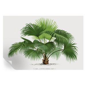 Murales autoadhesivos palmera exótica 104x152 tulup