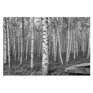 Papel pintado tnt 312x219 bosque de abedules tulup