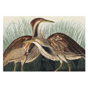 Papel pintado tejido no tejido 312x219 pájaros realistas tulup