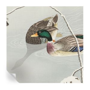 Murales autoadhesivos patos tranquilos 250x250 tulup