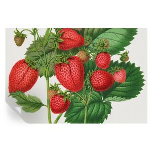Papel pintado autoadhesivo frutas de verano 104x152 tulup
