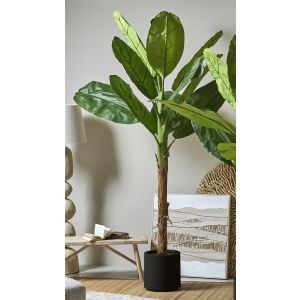 Arbol bananero 250 cms. 250 cms