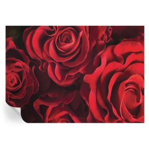 Murales autoadhesivos rosas rojas 208x146 tulup