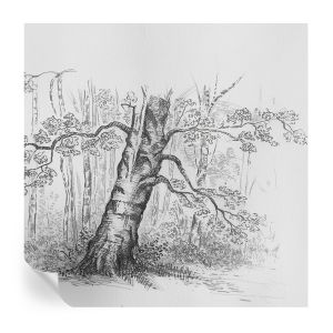 Murales autoadhesivos árbol del bosque 250x250 tulup