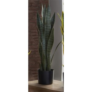 Planta sansevieria 75 cms. 75 cms