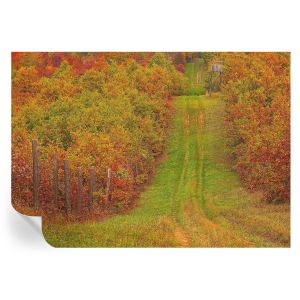 Papel pintado para paredes colores otoñales 208x146 tulup