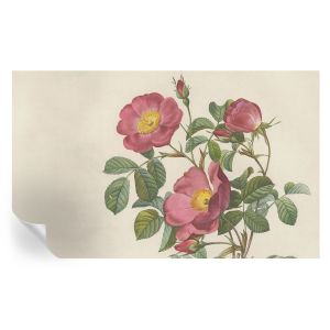 Papel pintado para paredes motivo de rosa 416x254 tulup