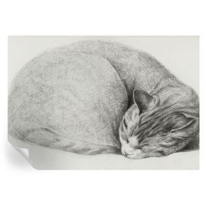 Murales autoadhesivos gato acurrucado 208x146 tulup