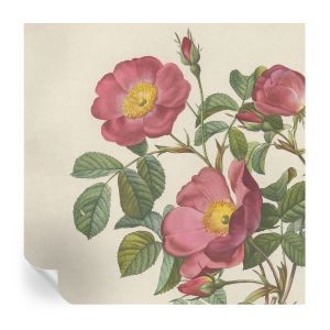 Papel pintado para paredes motivo de rosa 250x250 tulup