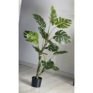 Planta split philo 140 cms. 140 cms