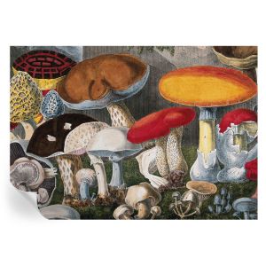 Murales autoadhesivos hongos botánicos 208x146 tulup