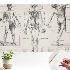 Murales autoadhesivos anatomía clásica 250x250 tulup