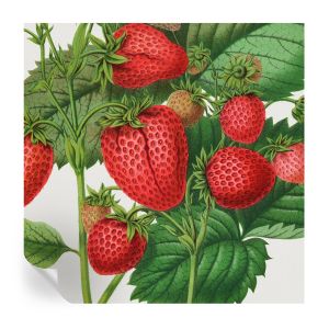 Papel pintado autoadhesivo frutas de verano 250x250 tulup