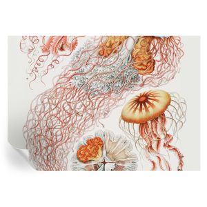 Murales autoadhesivos medusas elegantes 208x146 tulup