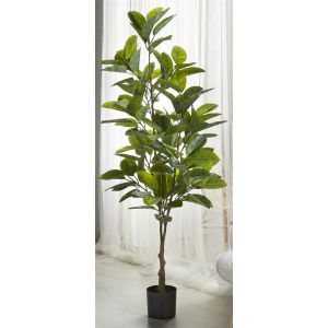 Planta ficus 170 cms. 170 cms