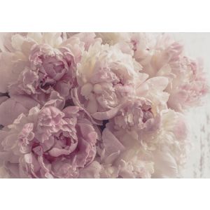 Papel pintado pared flores rosa 300x210 fotomurales dormitorio tnt