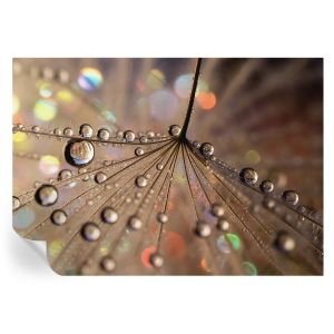 Papel pintado autoadhesivo gotas de perlas 208x146 tulup